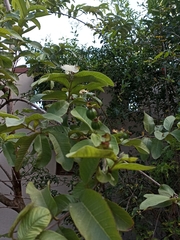 Psidium