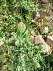Chenopodium atrovirens