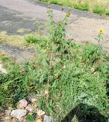 Chenopodium atrovirens