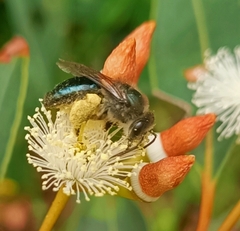 Leioproctus