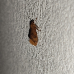 Virbia aurantiaca