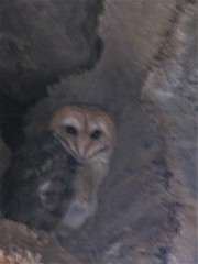 Tyto alba punctatissima