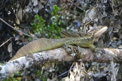 Basiliscus basiliscus
