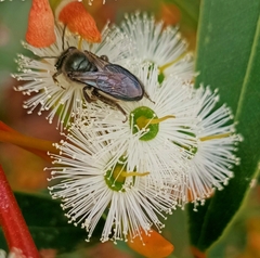 Leioproctus