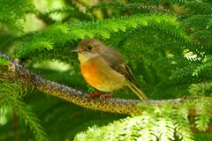 Pacific Robin photo 4