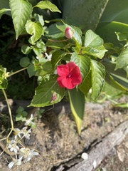 Impatiens walleriana