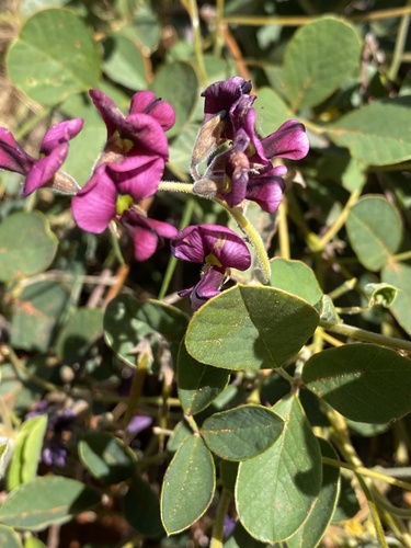 Kennedia prorepens