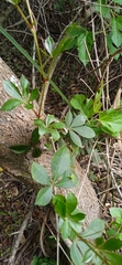 Cissus striata
