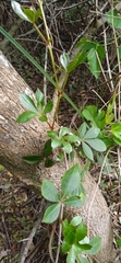 Cissus striata