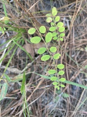 Phyllanthus caroliniensis