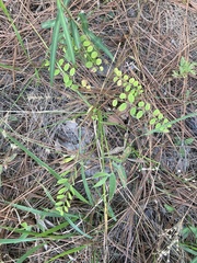 Phyllanthus caroliniensis