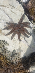 Coscinasterias muricata