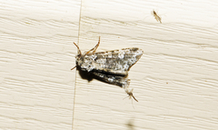 Fishia illocata