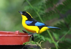 Anisognathus somptuosus