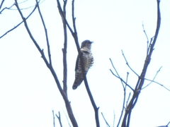 Chrysococcyx lucidus