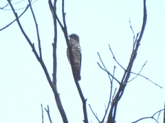 Chrysococcyx lucidus