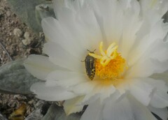 Acmaeodera scalaris