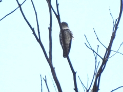 Chrysococcyx lucidus