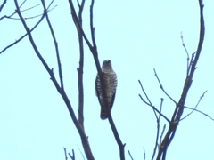 Chrysococcyx lucidus