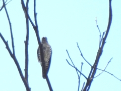 Chrysococcyx lucidus