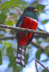 Trogon personatus