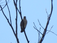 Chrysococcyx lucidus