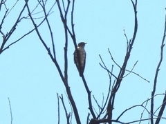 Chrysococcyx lucidus