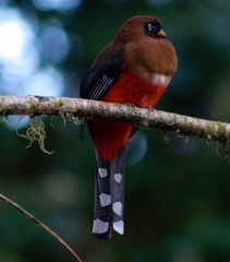 Trogon personatus