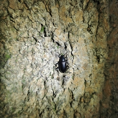 Derosphaerus subviolaceus