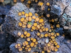 Scutellinia setosa