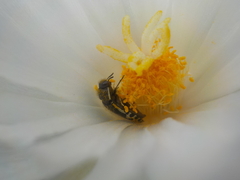 Acmaeodera scalaris