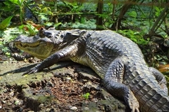 Caiman crocodilus