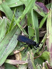Poecilopompilus algidus