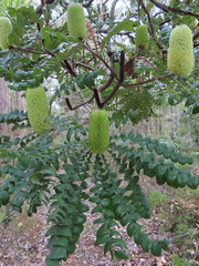 Banksia grandis