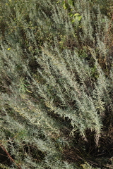 Artemisia dracunculus glauca