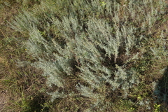 Artemisia dracunculus glauca