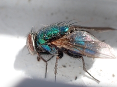 Lucilia coeruleiviridis