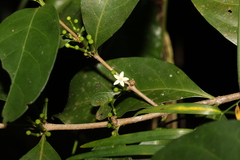 Cyclophyllum multiflorum