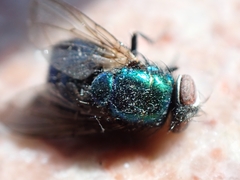 Lucilia coeruleiviridis