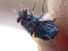 Lucilia coeruleiviridis