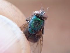Lucilia coeruleiviridis