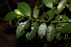 Cyclophyllum multiflorum