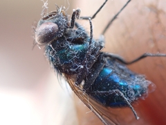 Lucilia coeruleiviridis