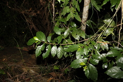 Cyclophyllum multiflorum