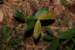 Melodinus australis