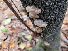 Phellinus pomaceus