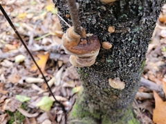Phellinus pomaceus