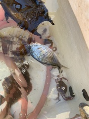 Cymatogaster aggregata