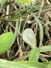 Eurema daira