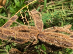 Mimosa pigra image